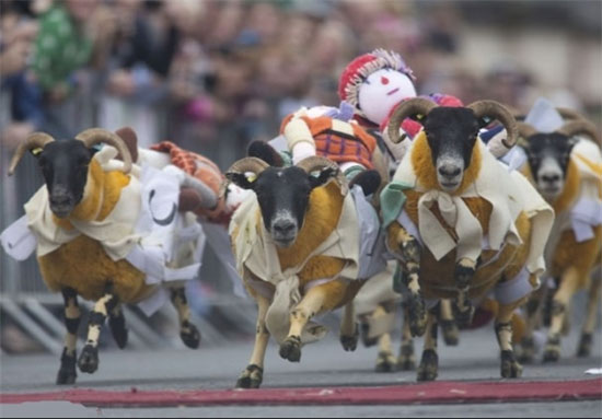 مسابقه گوسفند سواری! +عکس