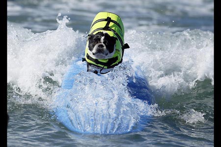 رقابت سگ هادر هانتینگتون بیچ، کالیفرنیا