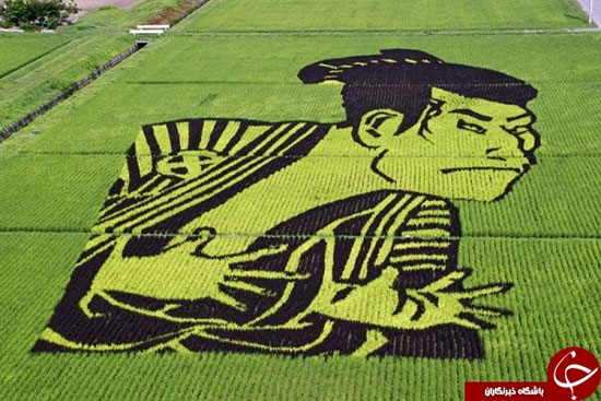 خلاقیت برنج کاران ژاپنی + تصاویر