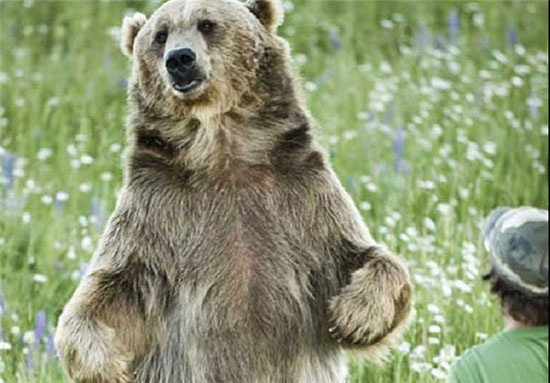 زندگی مسالمت آمیز با خرس غول پیکر! +عکس