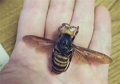 زنبور عسل,انواع  زنبور عسل
