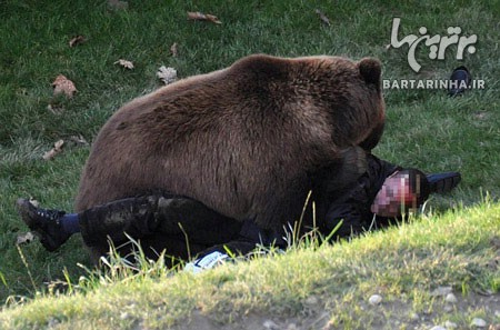 حمله وحشیانه خرس به یک مرد سوئیسی +عکس