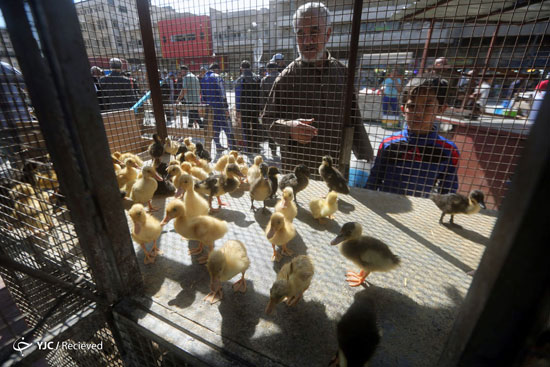 بازار خرید و فروش حیوانات در عراق