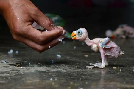 غذا دادن به یک بچه طوطی در دیامپور هند