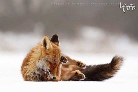 روباه های وحشی اما زیبا