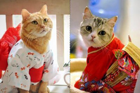 عکسهای جالب,تصاویر جالب,گربه ژاپنی