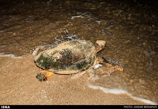 تخم‌گذاری لاک‌پشت - قشم +عکس