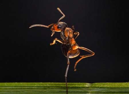 عکسهای جالب,مورچه,عکسهای جذاب