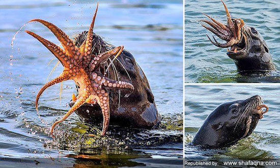 نزاع مرگبار اختاپوس و خوک دریایی: کدامیک برنده است؟ + تصاویر