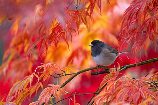 تصاویر: صدای پاییز طلایی و زیبایی هایش