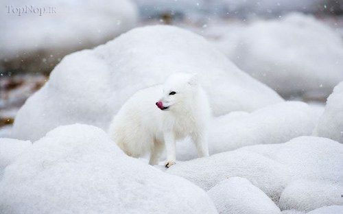 روباه قطبی +عکس