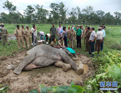برخورد مرگبار قطار با گله فیل ها +عکس