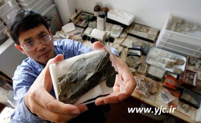 فسیل,قدیمی ترین فسیل دنیا,فسیل قدیمی ترین موجود روی زمین