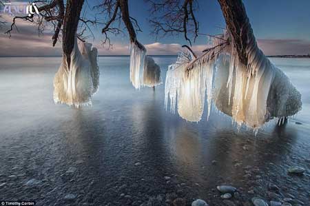 درختان یخی در دریاچه اونتاریو 