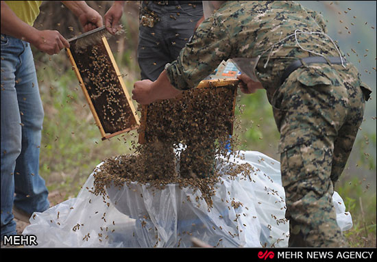 نشستن 460 هزار زنبور بر بدن زنبوردار چینی‎
