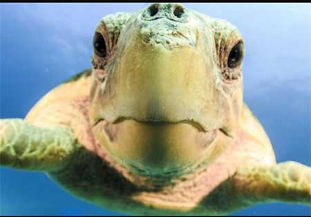 اخبار,اخبارگوناگون,تصاویر زیبااز لاک‌پشت