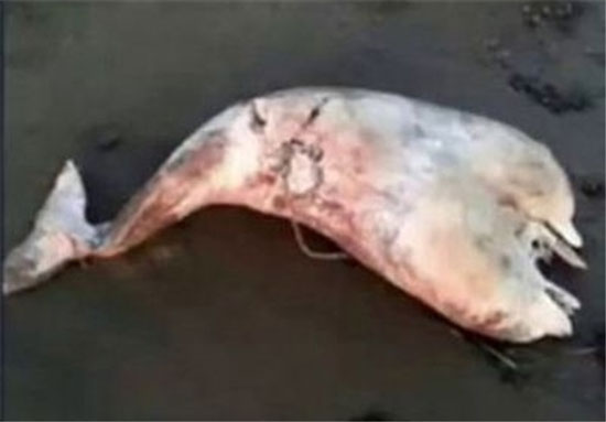 کشف دلفین دو سر سفید در سواحل ازمیر+تصاویر