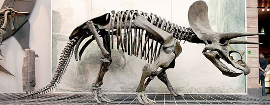 معروف‌ترین دایناسورهای جهان: تریسراتوپس
