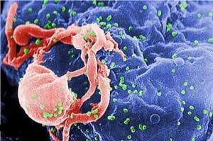اخبار ,اخبار علمی ,ویروس ابولا