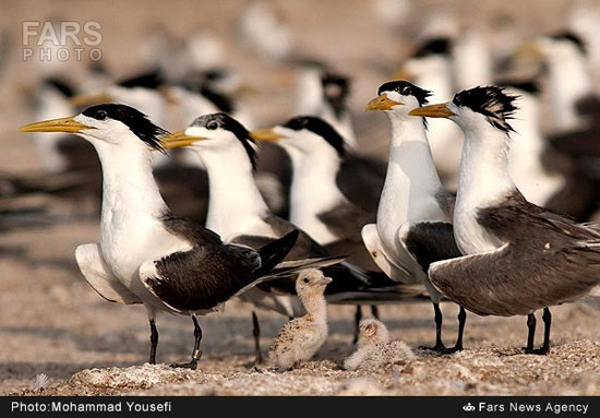 بهشت پرندگان دریایی - بوشهر +عکس