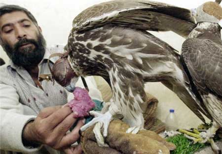 پرندگان کمیاب پاکستانی در دام شیوخ عرب,پرندگان کمیاب