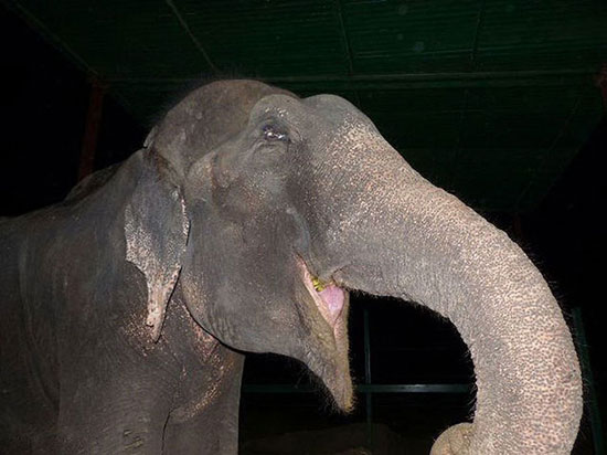 اشک های دلخراش یک فیل پس از آزادی از اسارت +عکس