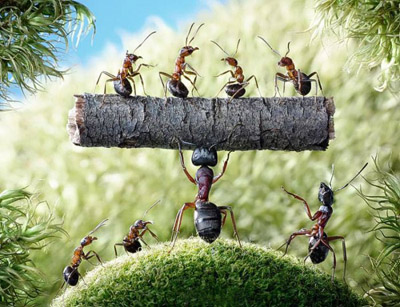 مثبت اندیش, زندگی مورچه ها