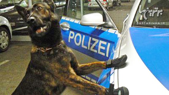 کفش های ویژه برای سگ های پلیس! +عکس