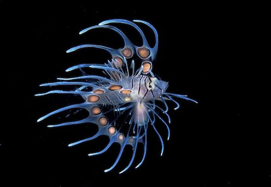 10 عکس حیرت‌آور از حیات زیر آب