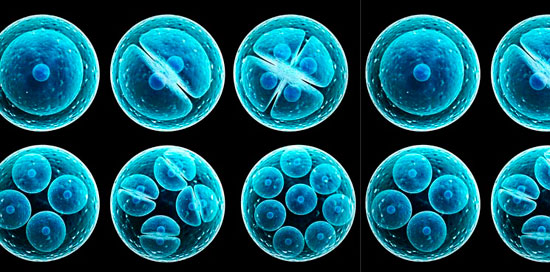 دانشمندان جنین انسان را برای طولانی‌ ترین زمان ممکن در آزمایشگاه پرورش دادند