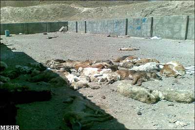 سگ کشی بی‌رحمانه در تبریز! +عکس