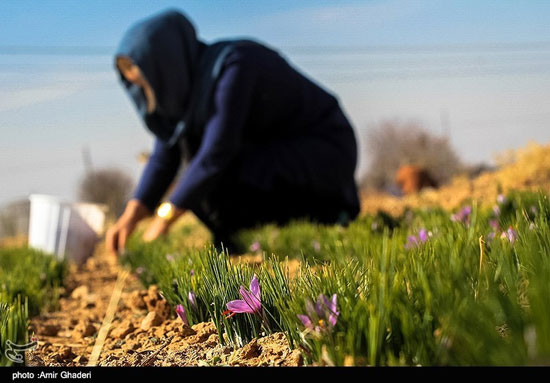 برداشت زعفران در خمین - مرکزی
