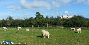 عکس عجیب ترین گوسفند , گوسفندان عجیب