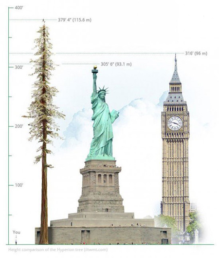 اخبار , اخبار گوناگون,بلندترین درخت دنیا,تصاویر بلندترین درخت دنیا
