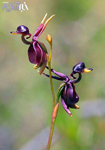 خبرآنلاین: این گل ارکیده در جنوب استرالیا کشف شده و در فصل گرده افشانی برای جلب نظر حشرات خود را به این شکل در می آورد.