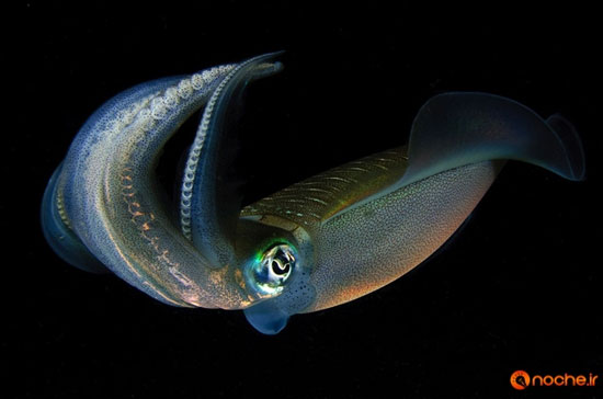 موجودات زیبای اعماق اقیانوس با خاصیت «زیست‌تابی»