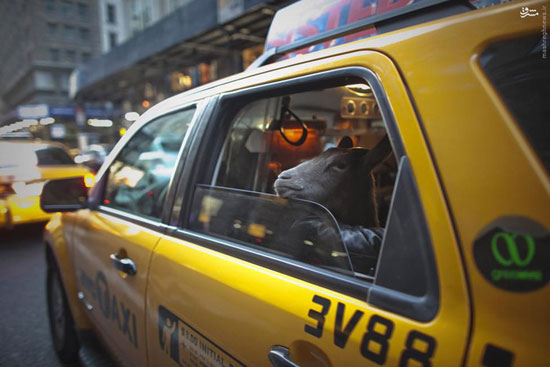 عکس/ حیوانات خانگی نیویورکی‌ها