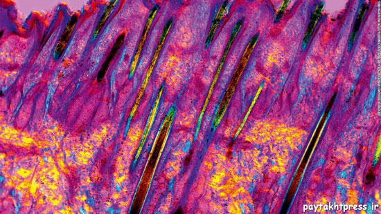 تصاویر میکروسکوپی از درون بدن