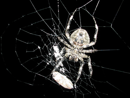 کشف عنکبوت های جدید,آشنایی با حشرات کشف شده