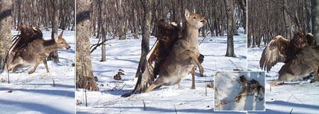 تصاویری از زندگی حیات وحش,حمله عقاب به گوزن