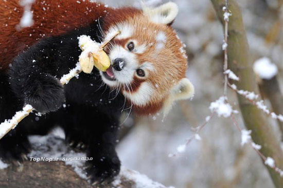 پاندا قرمز یکی از زیباترین حیوانات زمین +عکس