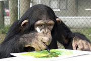 شامپانزه نقاش در برزیل!