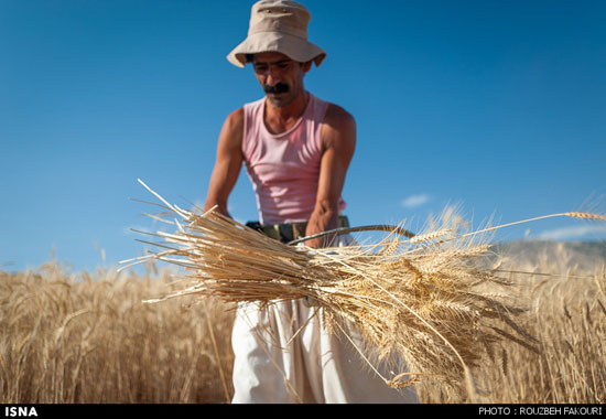 برداشت گندم به روش سنتی - خوزستان