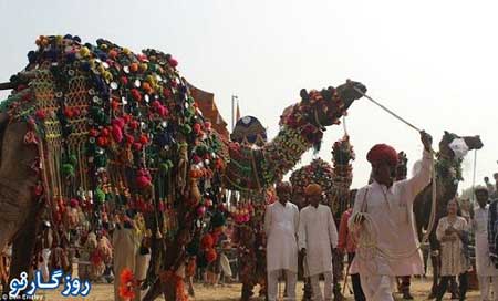 جشنواره ای متفاوت در هند , مسابقه زیباترین شتر