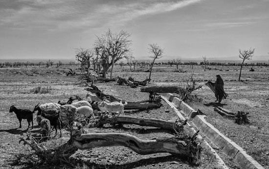 (تصاویر) خشکسالی در شرق کشور
