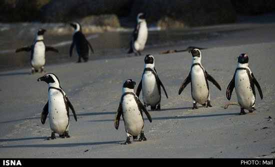 رمزگشایی از زبان مرموز پنگوئن‌ها برای نخستین بار +عکس