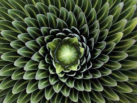 هندسه در دنیای گیاهان
