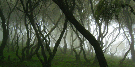 زیباترین جنگل های ابر دنیا (+عکس)