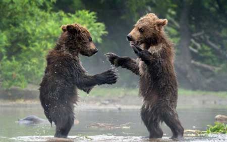عکسهای جالب,دعوای خرس ها ,تصاویر جالب
