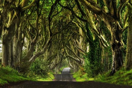 تونل درختی,تونلی از جنس درخت در ایرلند،مکانهای دیدنی ایرلند